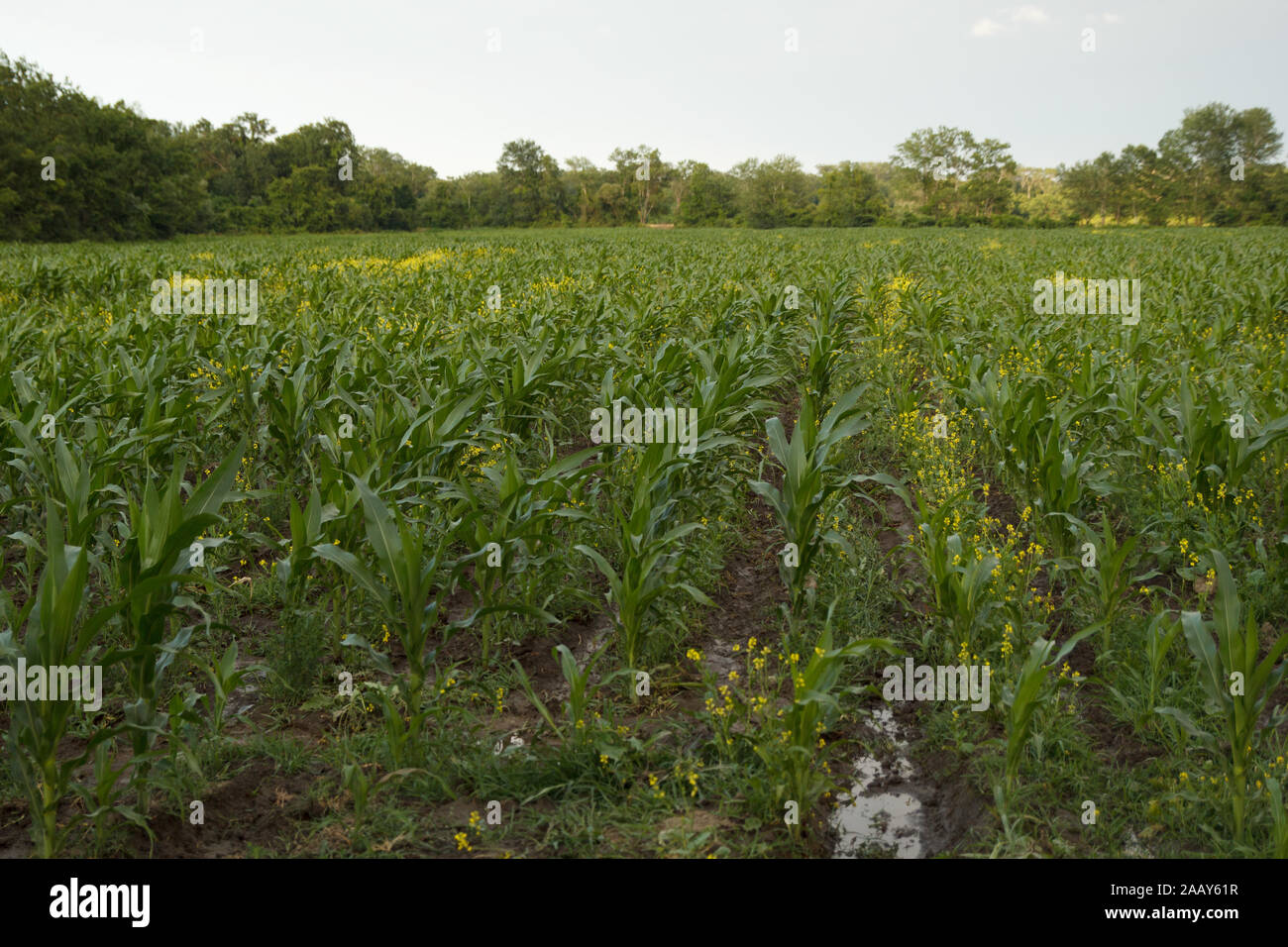 Field plowed corn hi-res stock photography and images - Alamy