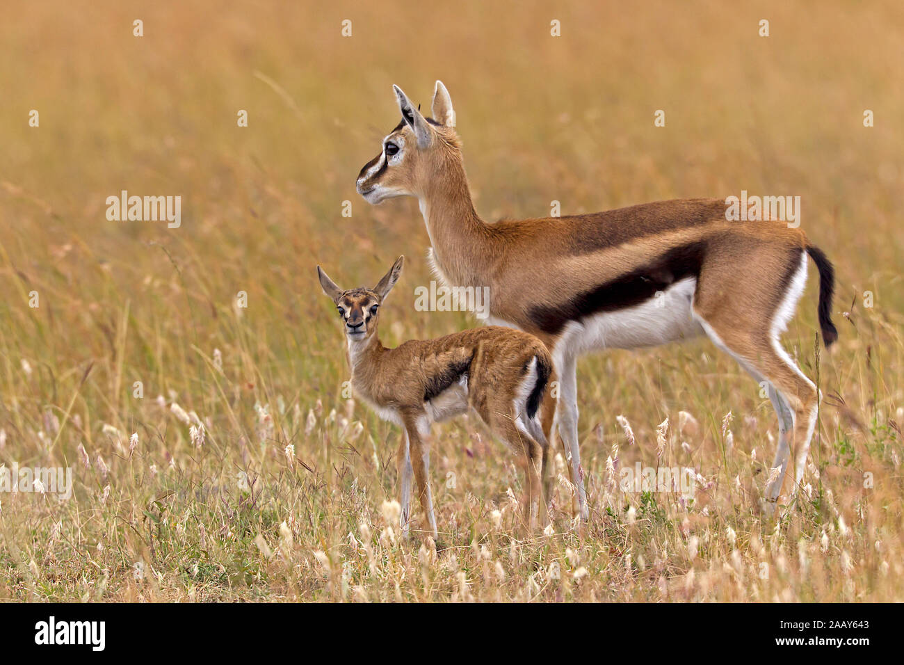 Thomsongazelle Weibchen mit Jungtier Stock Photo