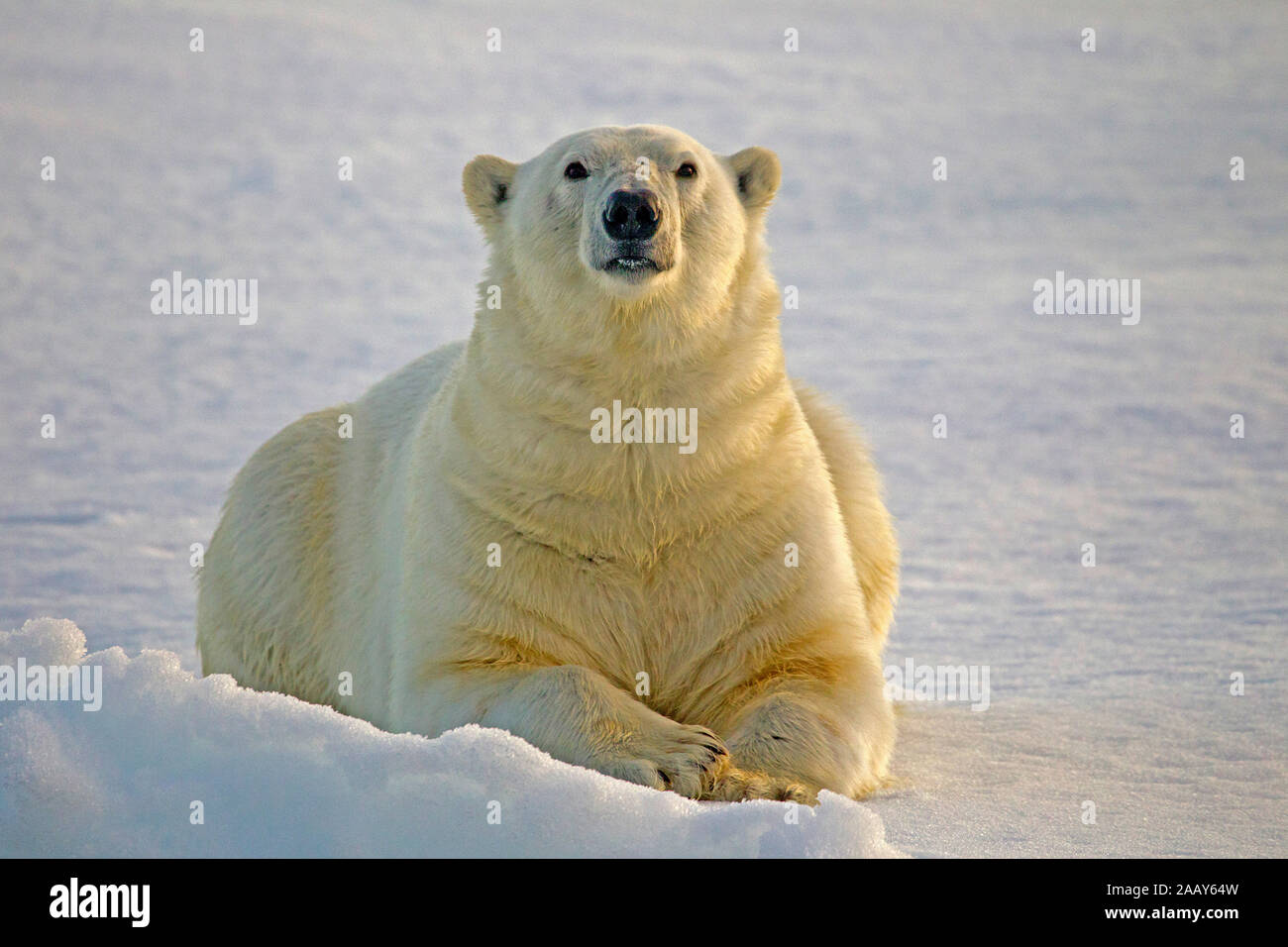 Eisbaer auf Spitzbergen Stock Photo