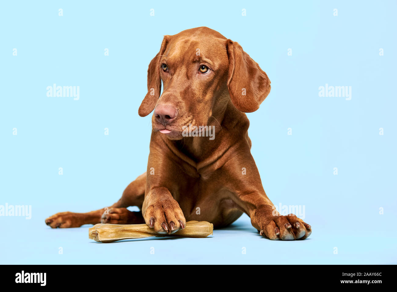 Cute hungarian vizsla puppy with rawhide chew bone studio portrait over