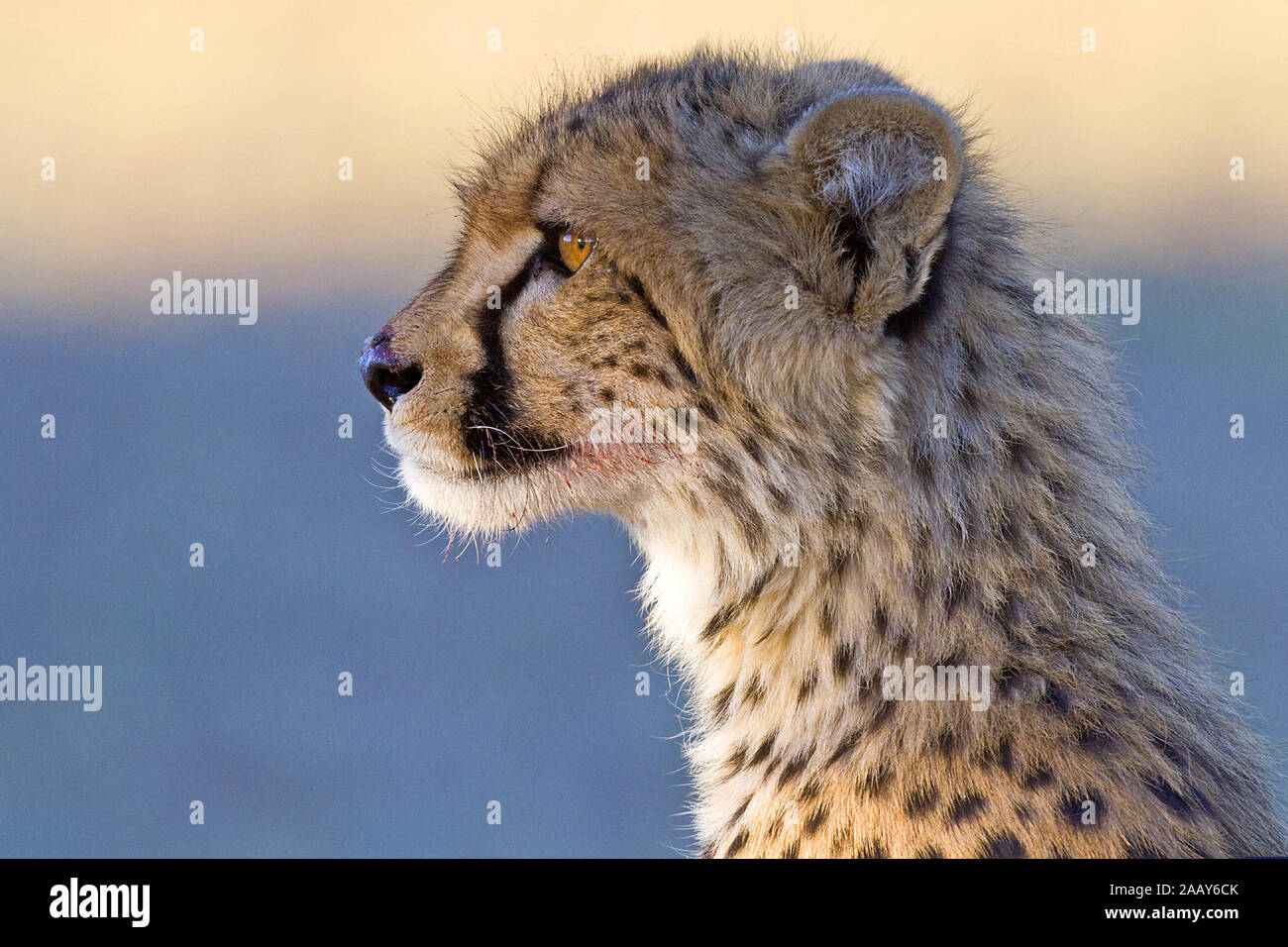 Gepard  Acinonyx  jubatus  Cheetah Gepard Jungtier Portrait Kalahari Suedafrika Stock Photo