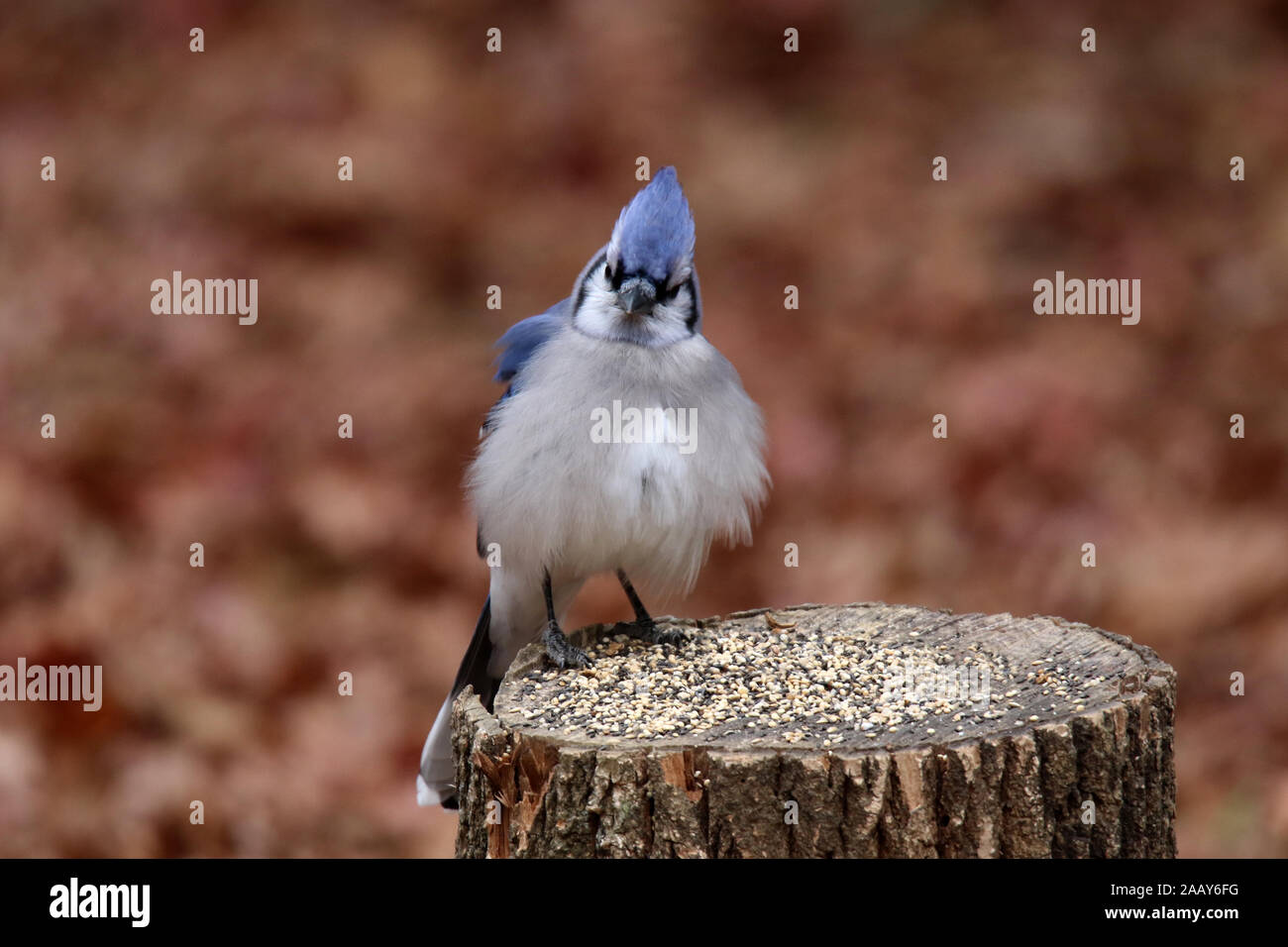 A Blue Jay Fluffing Up Feathers To Stay Warm On A Cold Day Stock Photo Alamy A Blue Jay Fluffing Up Feathers To Stay Warm On A Cold Day Stock Photo Alamy