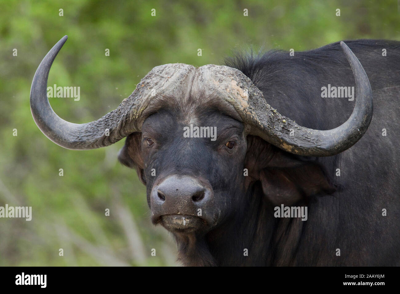 Kaffernbueffel | Syncerus caffer -  Buffalo Bulle, Portrait Mahango NP, Caprivi, Namibia Stock Photo