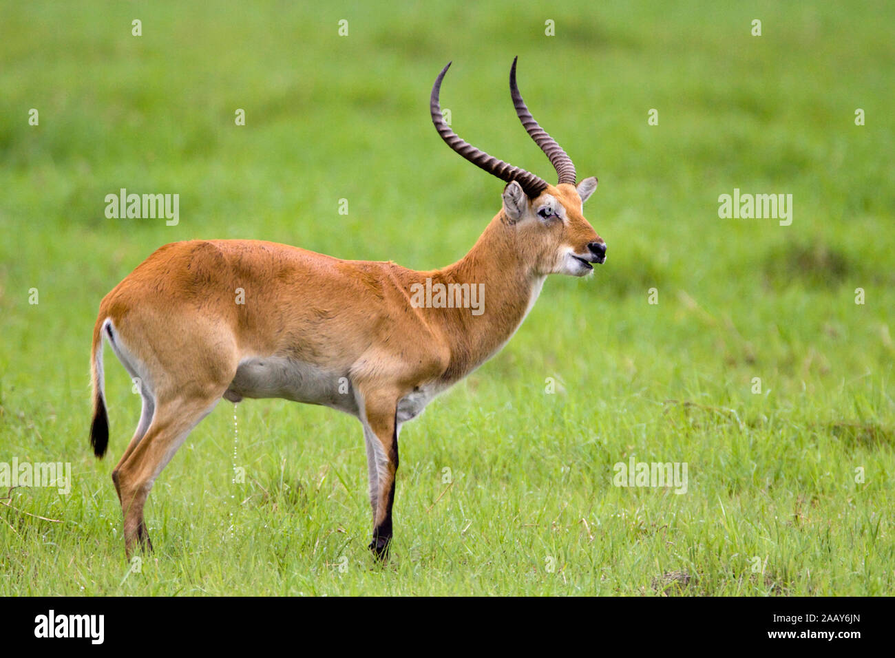 Moorantilope | Kobus leche - Red Lechwe Moorantilopen Bock naessend Mahango NP, Caprivi, Namibia Stock Photo