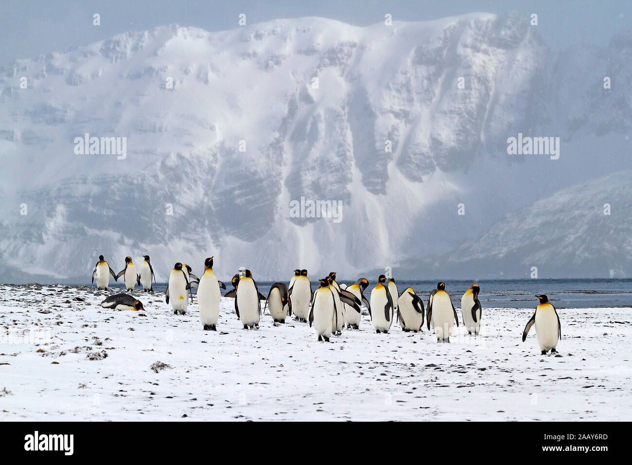 Koenigspinguine - Suedgeorgien - Antarktis Stock Photo