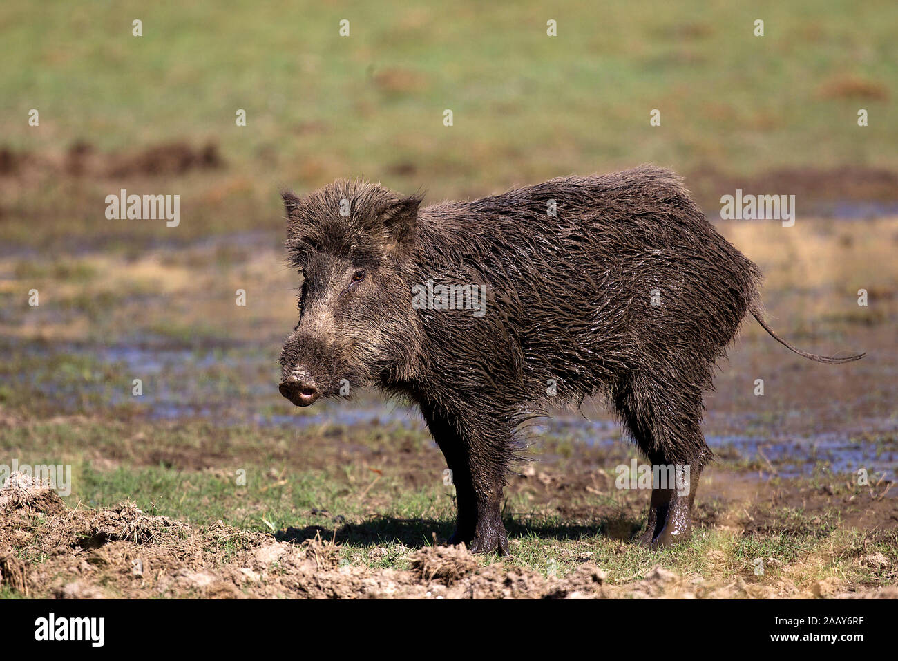 Wildschwein kommt aus der Suhle Stock Photo