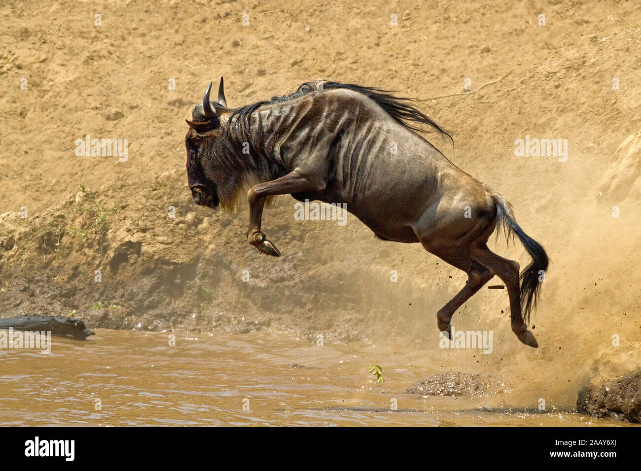 Gnu-Wanderung Stock Photo