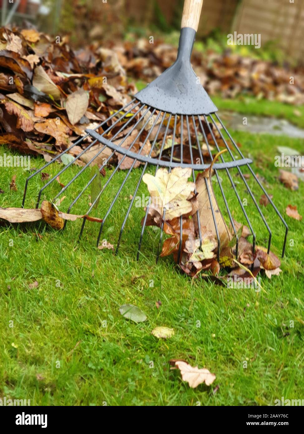 A rake raking in dead leaves on an autumn day Stock Photo - Alamy