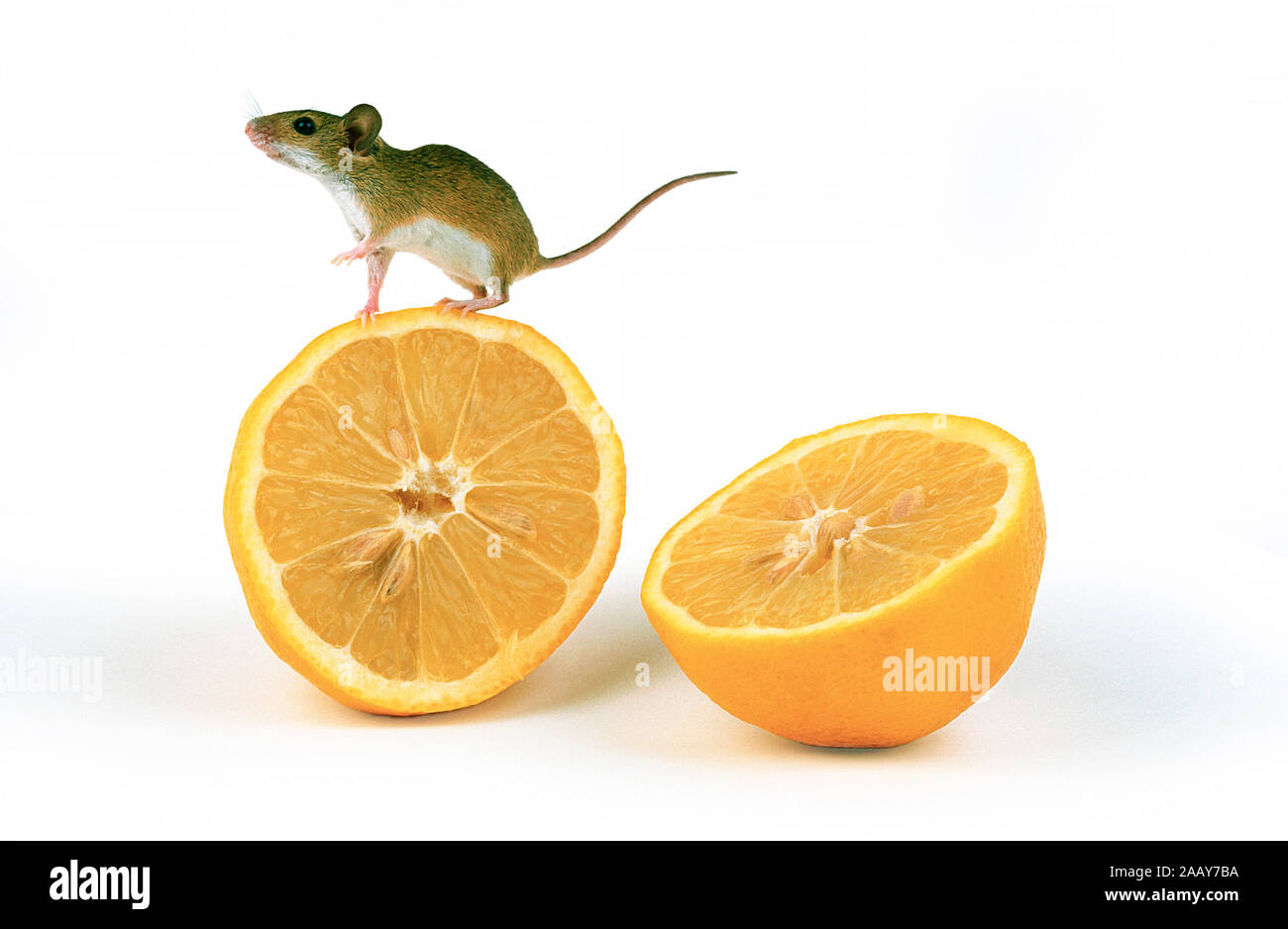 Afrikanische Zwergmaus frisst Orange, (Mus minutoides) Stock Photo