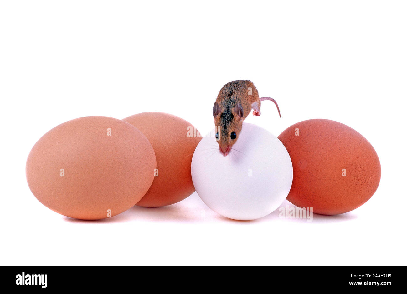 Afrikanische Zwergmaus klettert auf Eier, (Mus minutoides) Stock Photo