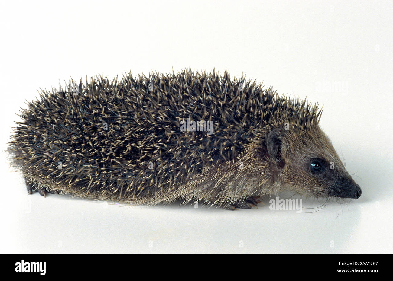 Europaeischer Igel, Studioaufnahme, Freisteller, (Erinaceus europaneus), Stock Photo