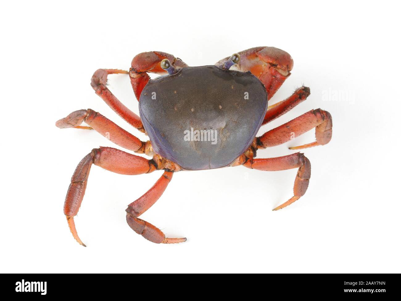 Harlekinkrabbe, Harlekin-Krabbe, Afrikanische Landkrabbe, Dreifarbenkrabbe, Blaue Nigeriakrabbe (Cardisoma armatum), von oben. | rainbow crab, West Af Stock Photo