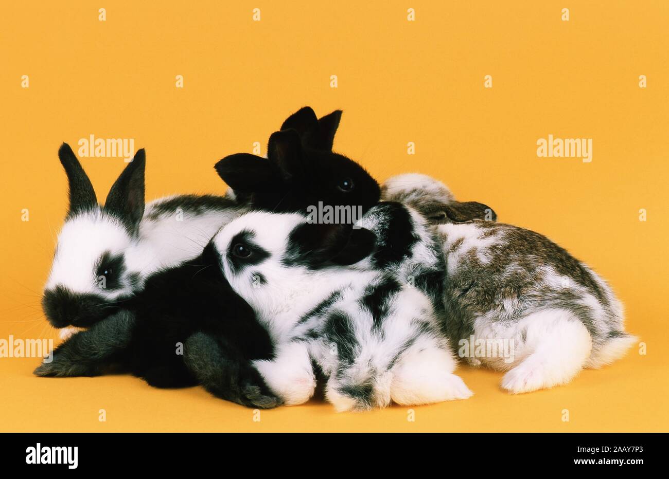 Hauskaninchen, Haus-Kaninchen (Oryctolagus cuniculus f. domestica), Gruppe draengt sich dicht zusammen | domestic rabbit (Oryctolagus cuniculus f. dom Stock Photo