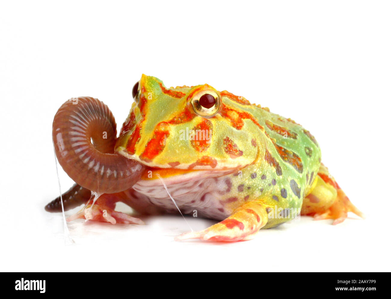 Schmuck-Hornfrosch (Ceratophrys ornata), frisst Regenwurm. | argentine horned frog, pacman frog, nightcrawler, night crawler, ornate horned frog, orna Stock Photo