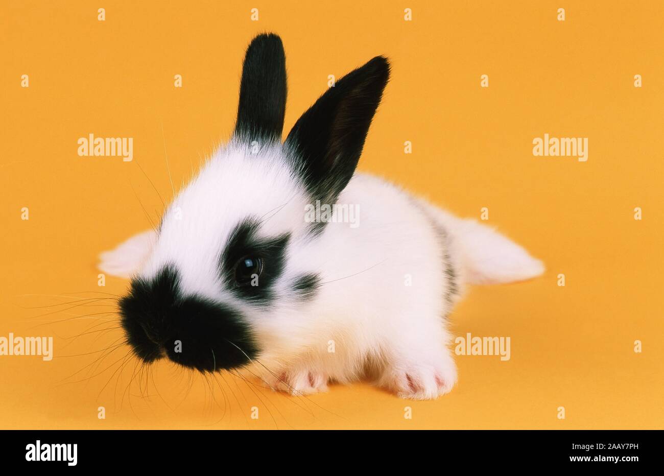 Hauskaninchen Haus Kaninchen Oryctolagus Cuniculus F Domestica