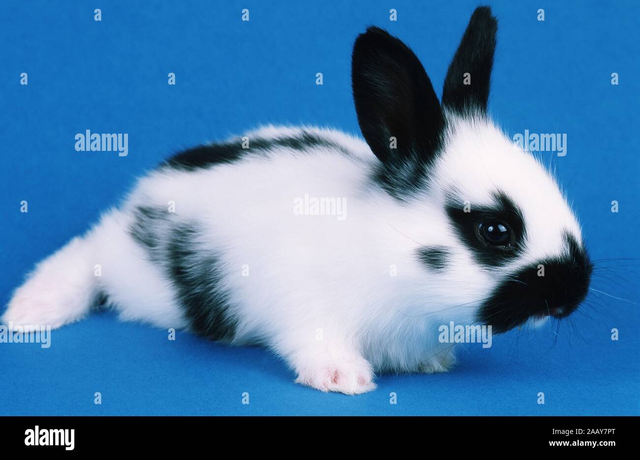 Hauskaninchen, Haus-Kaninchen (Oryctolagus cuniculus f. domestica) | domestic rabbit (Oryctolagus cuniculus f. domestica) | BLWS019672.jpg [ (c) blick Stock Photo