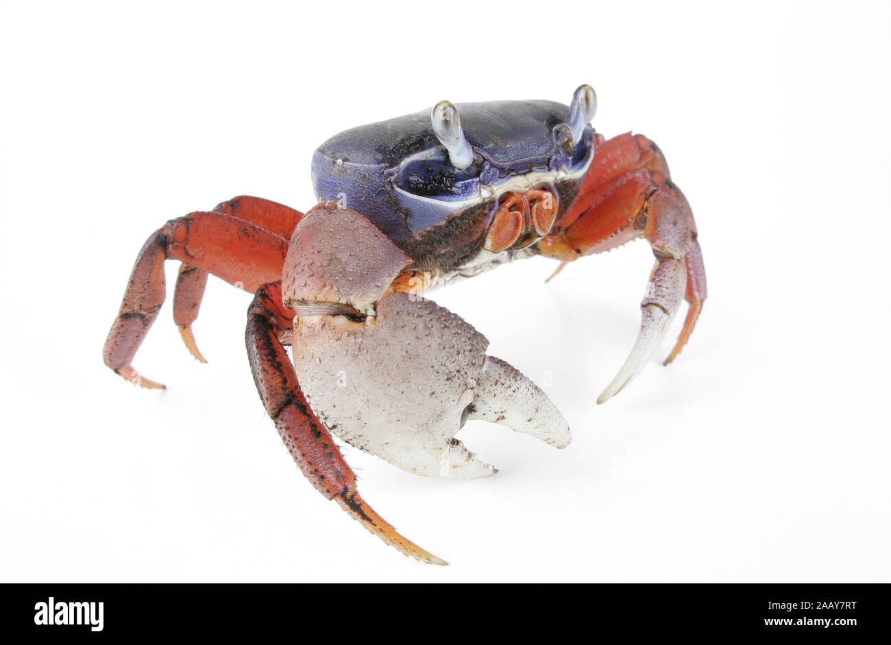 Harlekinkrabbe, Harlekin-Krabbe, Afrikanische Landkrabbe, Dreifarbenkrabbe, Blaue Nigeriakrabbe (Cardisoma armatum). | rainbow crab, West African rain Stock Photo