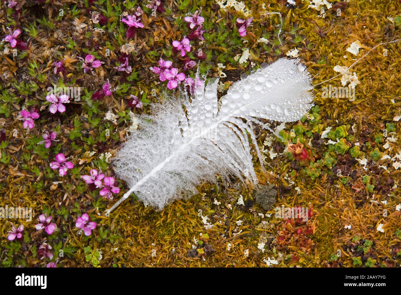 Tautropfen auf Gaensefeder | Goose feather with water drops Stock Photo