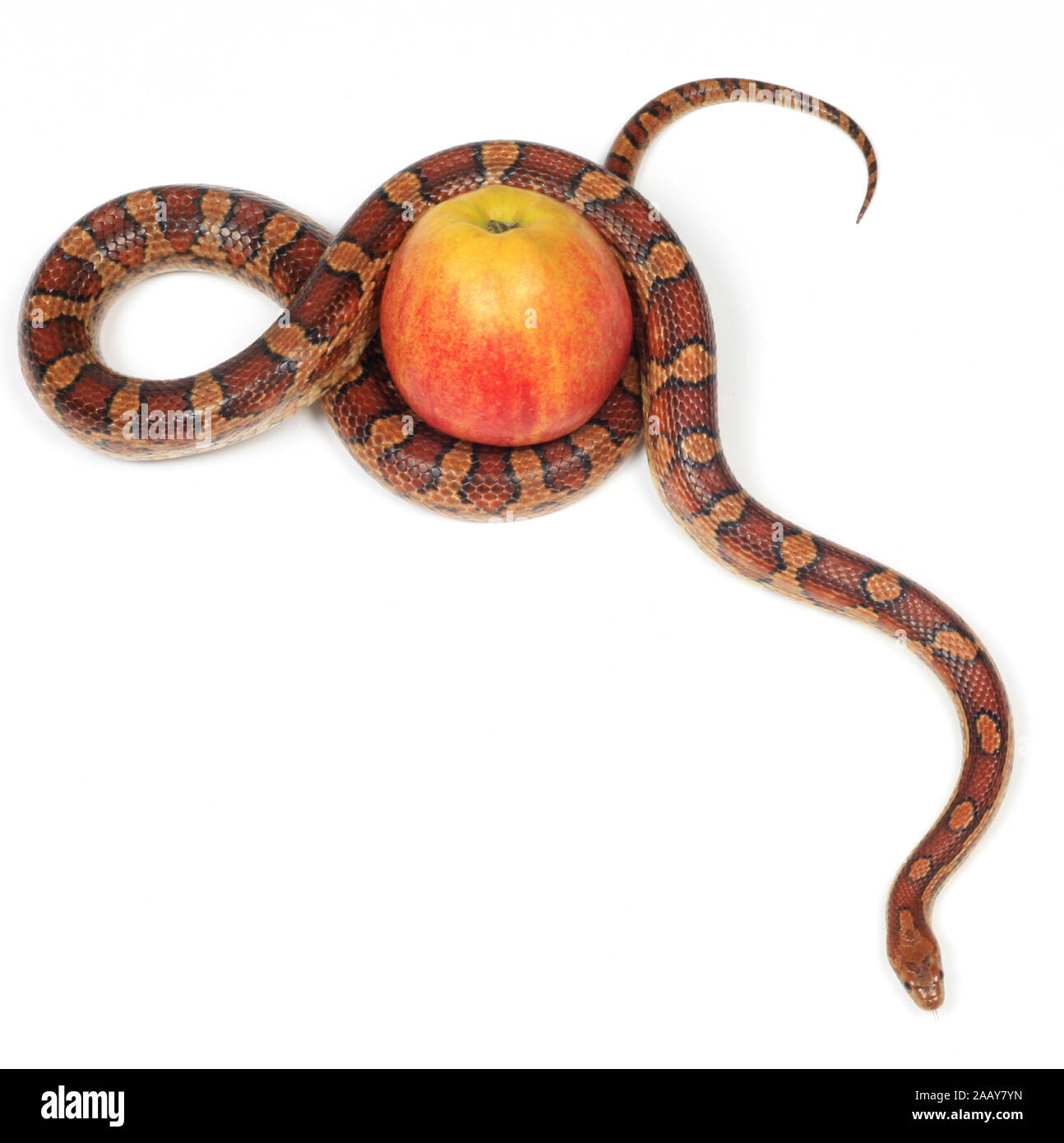 Kornnatter (Elaphe guttata), mit Apfel | corn snake (Elaphe guttata), with apple | BLWS027819.jpg [ (c) blickwinkel/fotototo Tel. +49 (0)2302-2793220, Stock Photo