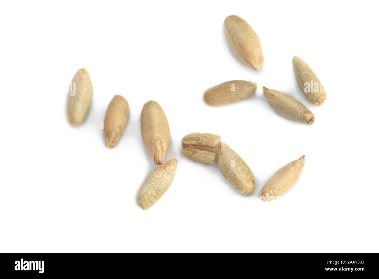 Saat-Roggen, Roggen (Secale cereale), einzelne Koerner | cultivated rye (Secale cereale), single grains | BLWS034976.jpg [ (c) blickwinkel/fotototo Te Stock Photo