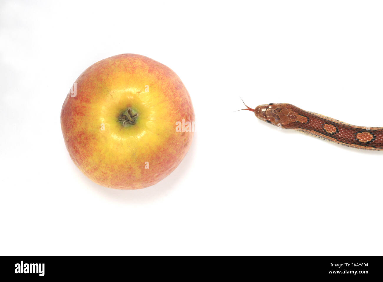 Kornnatter (Elaphe guttata), mit Apfel | corn snake (Elaphe guttata), with apple | BLWS027823.jpg [ (c) blickwinkel/fotototo Tel. +49 (0)2302-2793220, Stock Photo