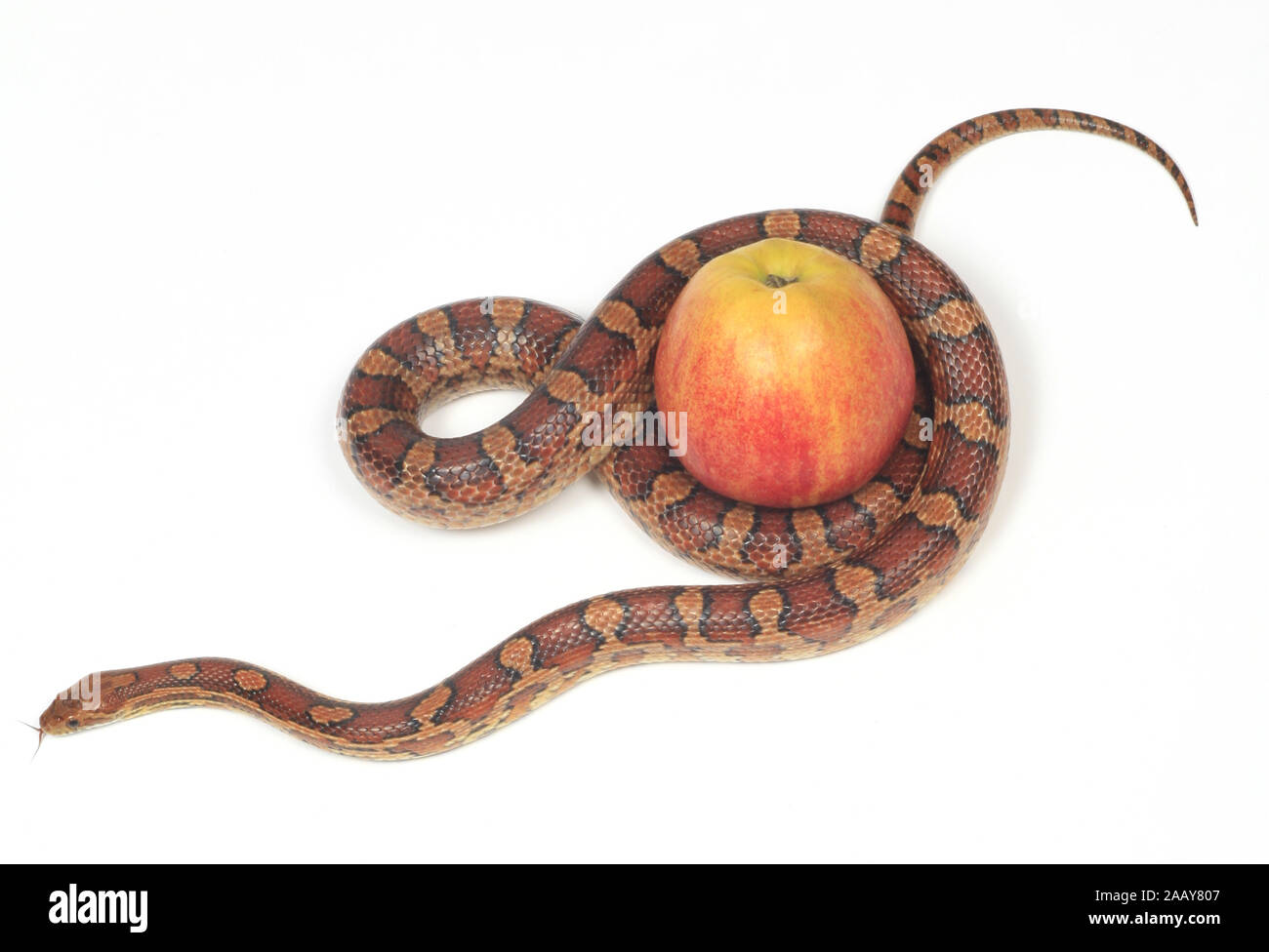 Kornnatter (Elaphe guttata), mit Apfel | corn snake (Elaphe guttata), with apple | BLWS027818.jpg [ (c) blickwinkel/fotototo Tel. +49 (0)2302-2793220, Stock Photo