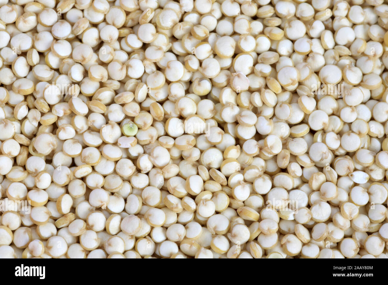 Quinoa, Reismelde, Reis-Melde, Inkakorn, Inka-Korn, Reisspinat, Reis-Spinat, Perureis, Peru-Reis (Chenopodium quinoa), Koerner, Samen | quinoa (Chenop Stock Photo