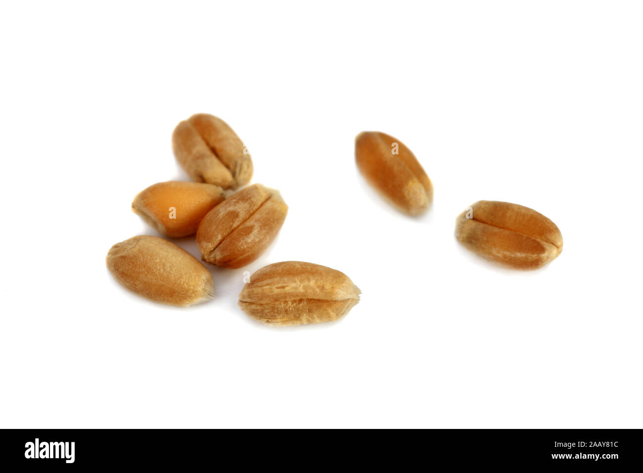 Saat-Weizen, Weich-Weizen, Weizen (Triticum aestivum), Einzelkoerner | bread wheat, cultivated wheat (Triticum aestivum), single grains | BLWS034988.j Stock Photo