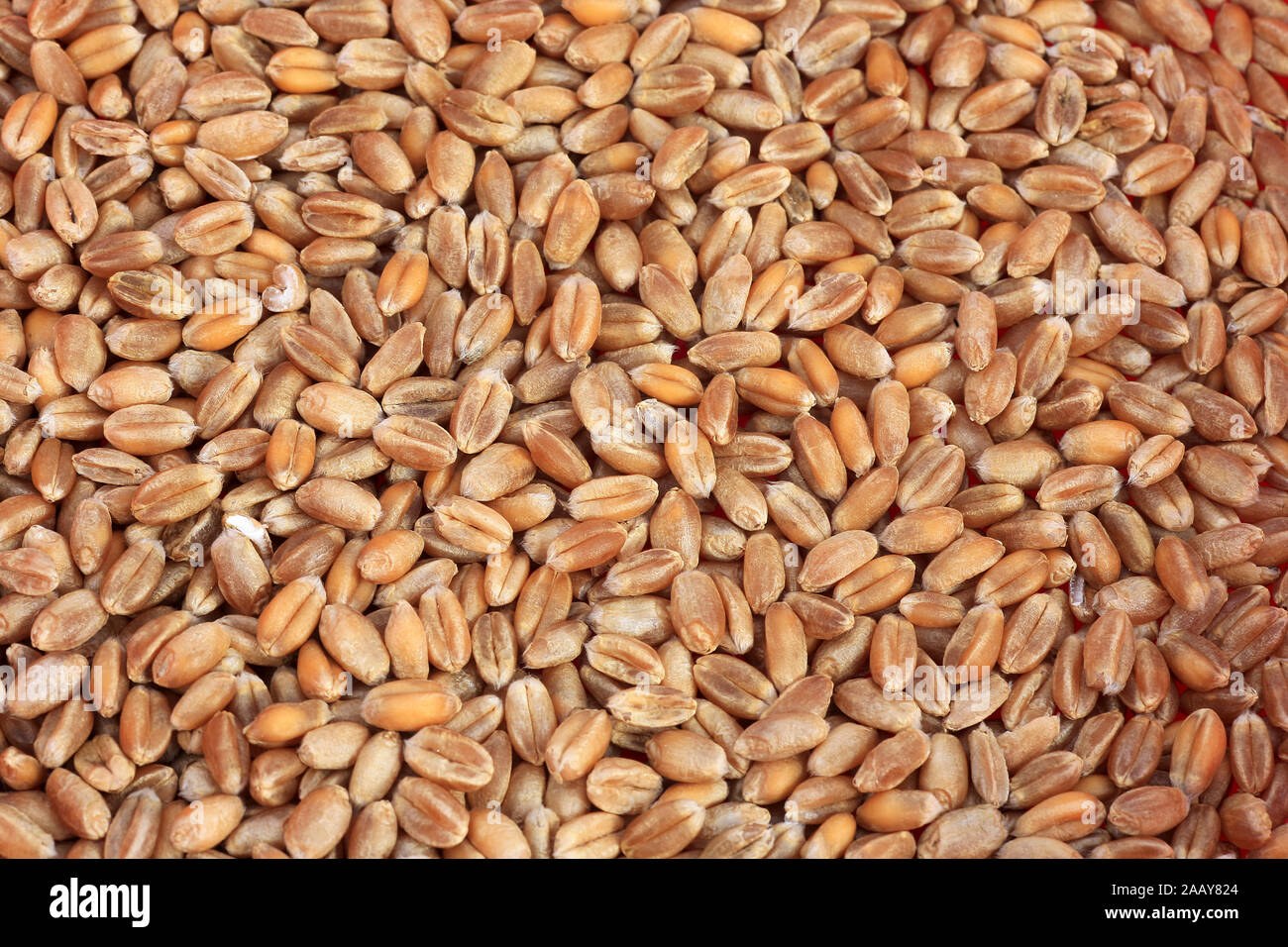 Saat-Weizen, Weich-Weizen, Weizen (Triticum aestivum), Koerner | bread wheat, cultivated wheat (Triticum aestivum), grains | BLWS034983.jpg [ (c) blic Stock Photo