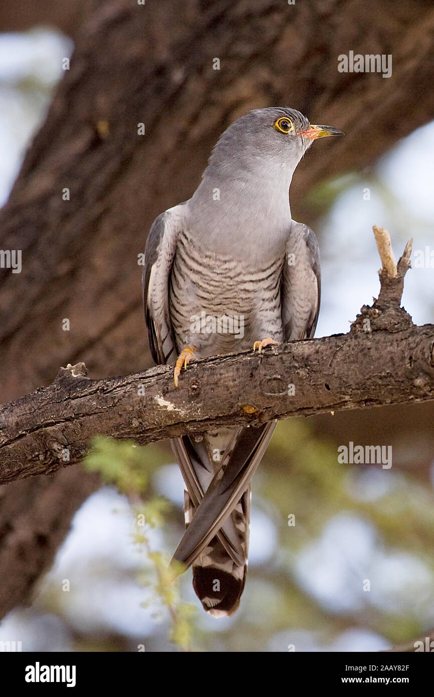 Afrikanischer Kuckuck | Cuculus gularis - African Cuckoo auf Ast Etosha NP, Namibia Stock Photo