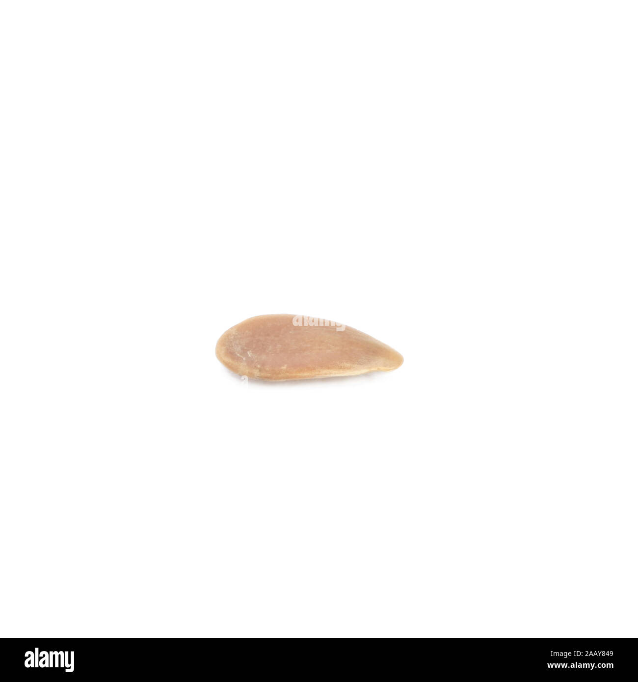 Saat Lein Flachs Linum Usitatissimum Einzelner Samen Common Flax Linum Usitatissimum Single Seed Blws035027 Jpg C Blickwinkel Fotototo Stock Photo Alamy