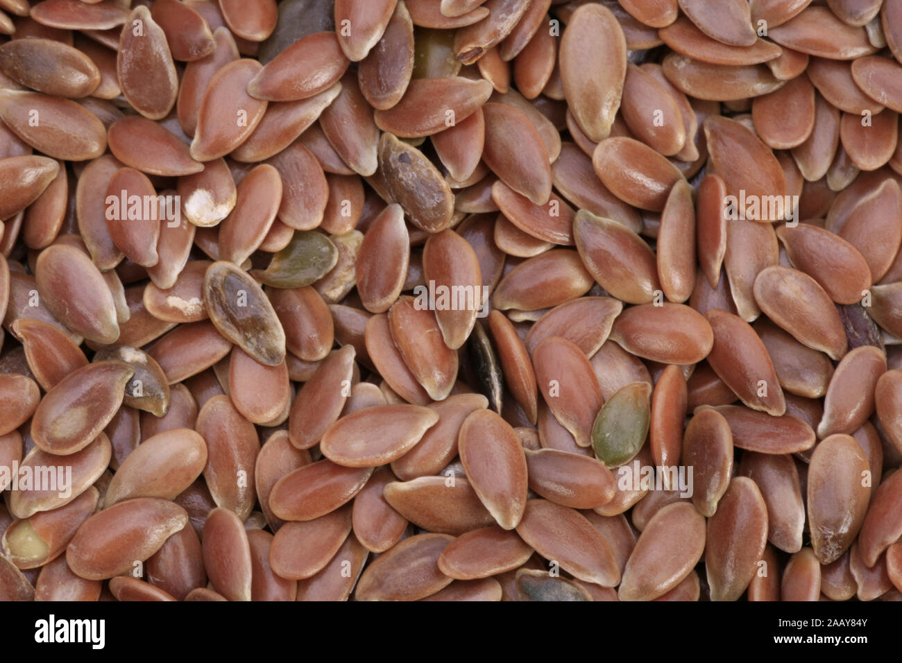 Saat-Lein, Flachs (Linum usitatissimum), Samen | common flax (Linum usitatissimum), seeds | BLWS035026.jpg [ (c) blickwinkel/fotototo Tel. +49 (0)2302 Stock Photo