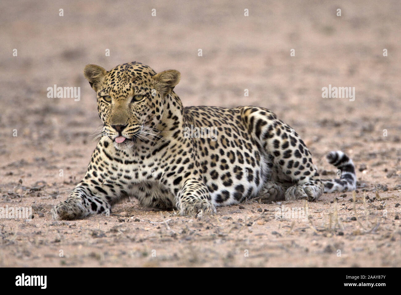 Leopard | Panthera pardus -  Leopard Leoparden Maennchen ruhend Kalahari Gemsbock NP, Suedafrika Stock Photo