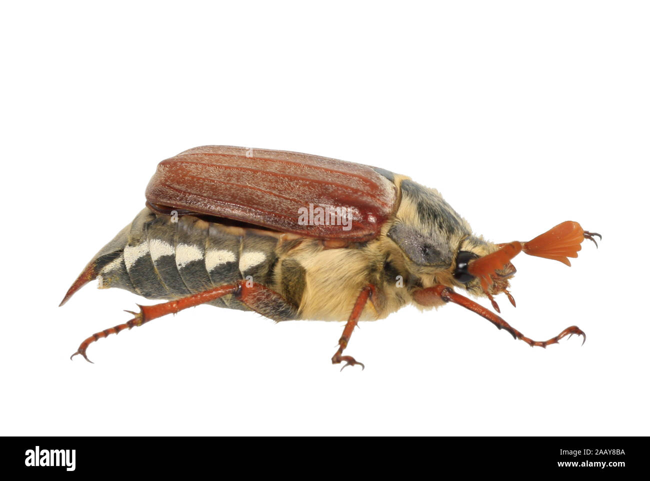 Maikaefer, Feldmaikaefer (Melolontha melolontha), Deutschland | common cockchafer, maybug (Melolontha melolontha), Germany | BLWS080812.jpg [ (c) blic Stock Photo