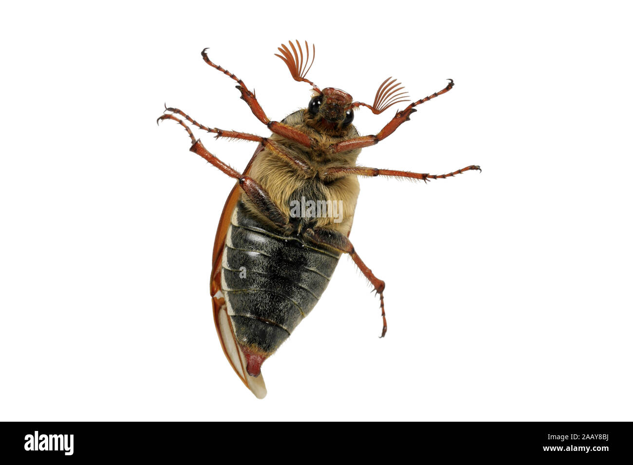 Maikaefer, Feldmaikaefer (Melolontha melolontha), Deutschland | common cockchafer, maybug (Melolontha melolontha), Germany | BLWS080818.jpg [ (c) blic Stock Photo