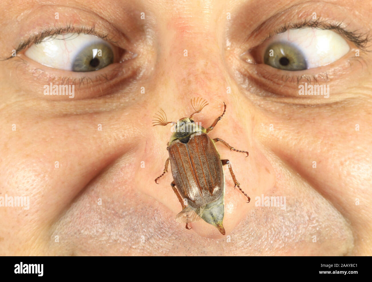 Maikaefer, Feldmaikaefer (Melolontha melolontha), auf Nasenspitze, Deutschland | common cockchafer, maybug (Melolontha melolontha), on human nose, Ger Stock Photo