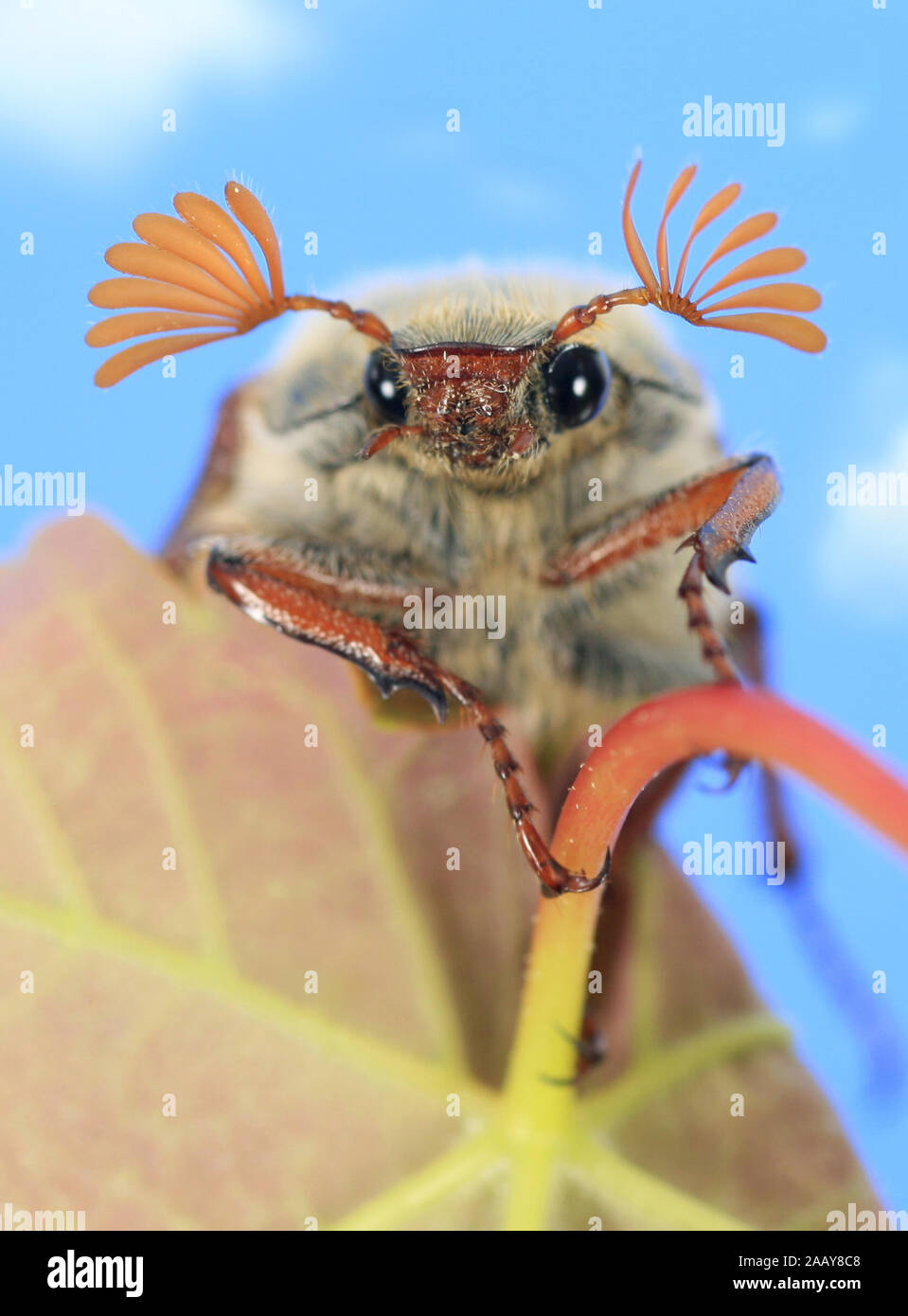 Maikaefer, Feldmaikaefer (Melolontha melolontha), Deutschland | common cockchafer, maybug (Melolontha melolontha), Germany | BLWS081596.jpg [ (c) blic Stock Photo