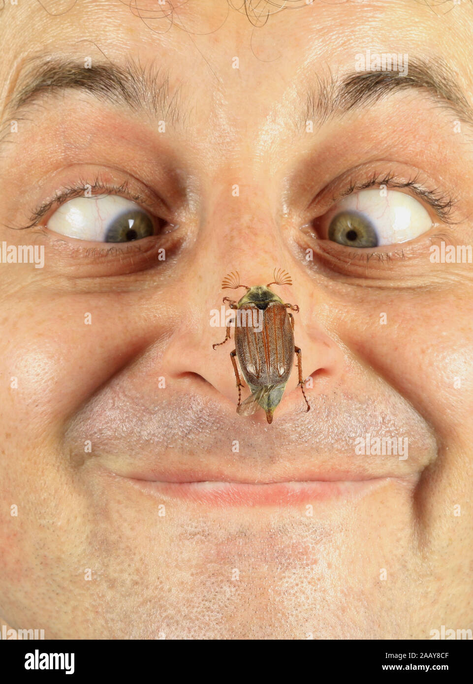Maikaefer, Feldmaikaefer (Melolontha melolontha), auf Nasenspitze, Deutschland | common cockchafer, maybug (Melolontha melolontha), on human nose, Ger Stock Photo