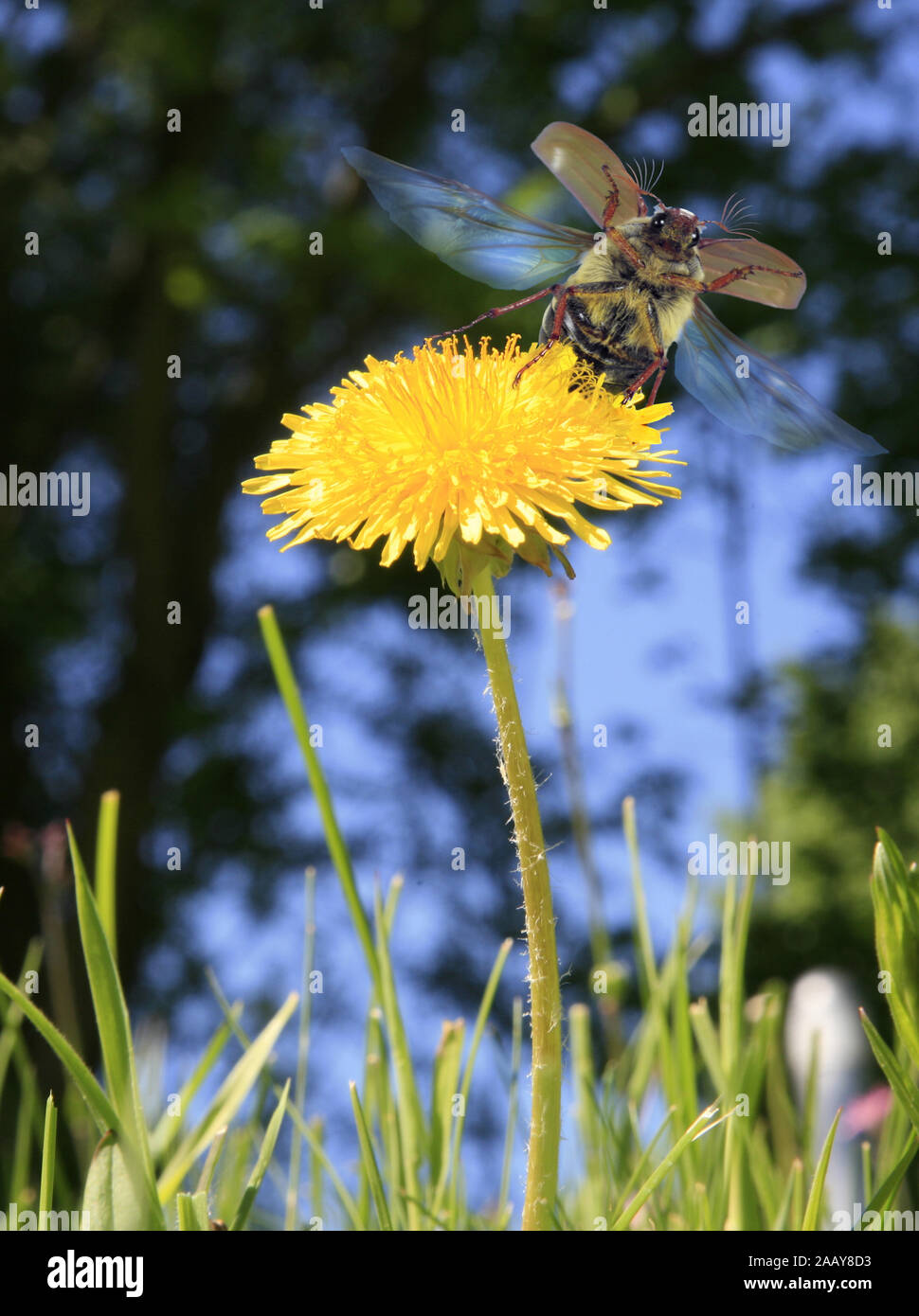 Maikaefer, Feldmaikaefer (Melolontha melolontha), fliegt von Loewenzahnbluete auf, Deutschland | common cockchafer, maybug (Melolontha melolontha), ta Stock Photo