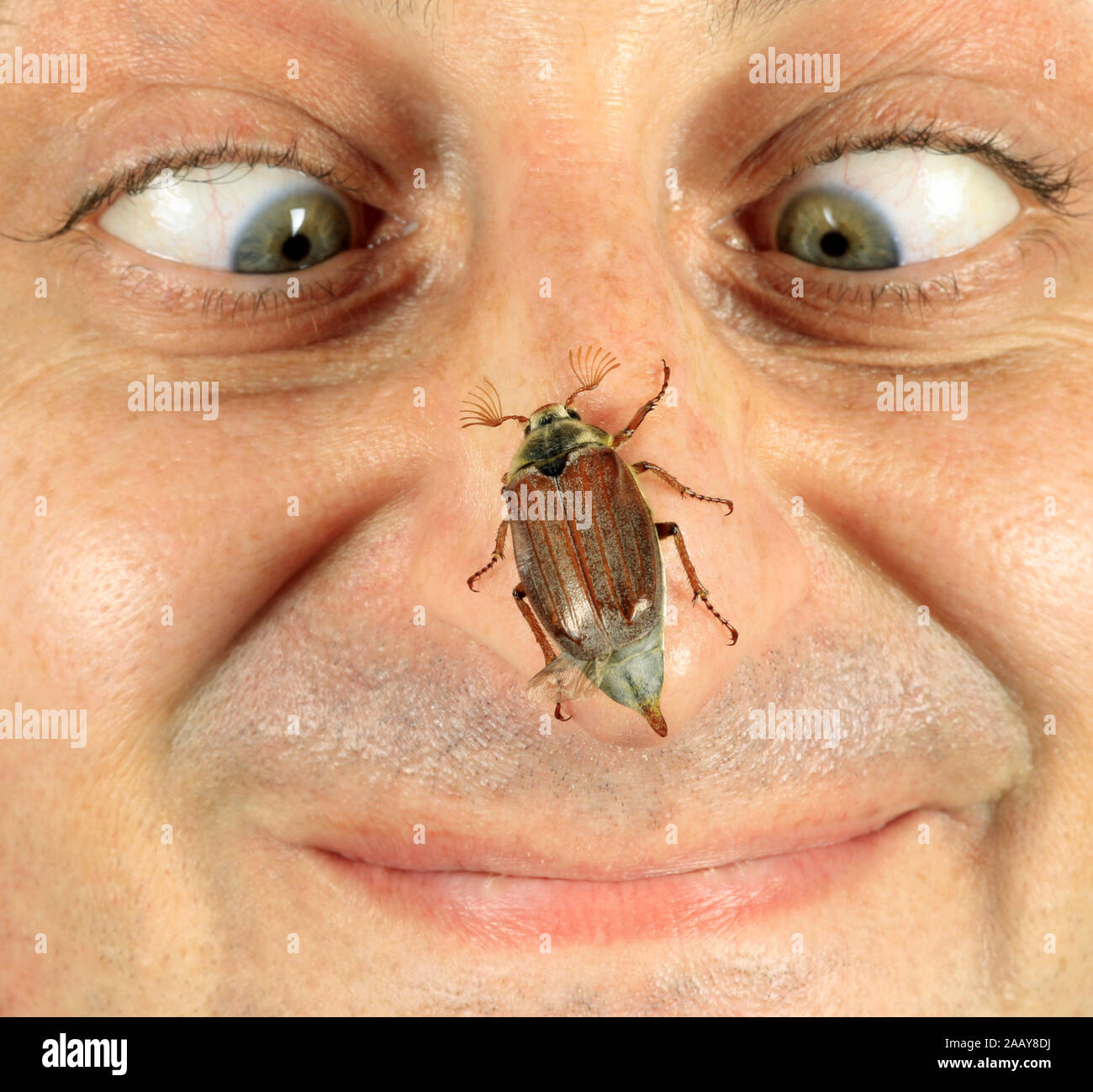 Maikaefer, Feldmaikaefer (Melolontha melolontha), auf Nasenspitze, Deutschland | common cockchafer, maybug (Melolontha melolontha), on human nose, Ger Stock Photo