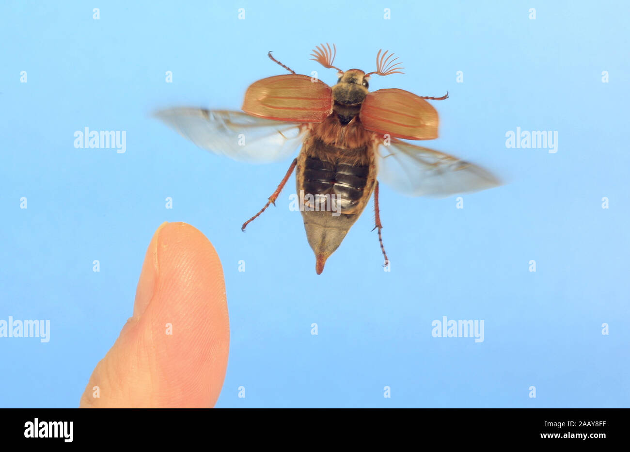 Maikaefer, Feldmaikaefer (Melolontha melolontha), atartet von Finger, Deutschland | common cockchafer, maybug (Melolontha melolontha), starting from a Stock Photo