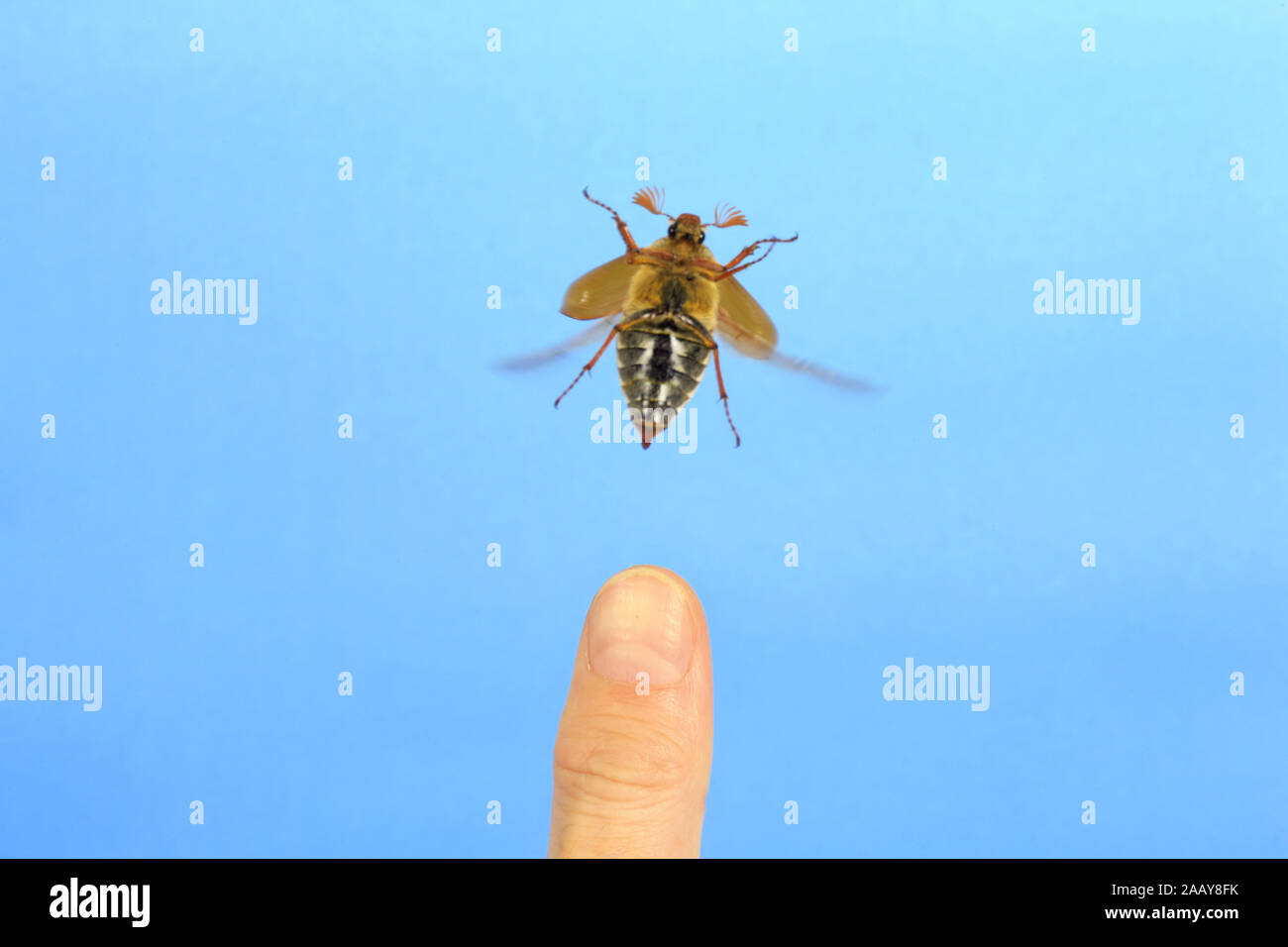 Maikaefer, Feldmaikaefer (Melolontha melolontha), auf einem Finger, Deutschland | common cockchafer, maybug (Melolontha melolontha), on a finger, Germ Stock Photo