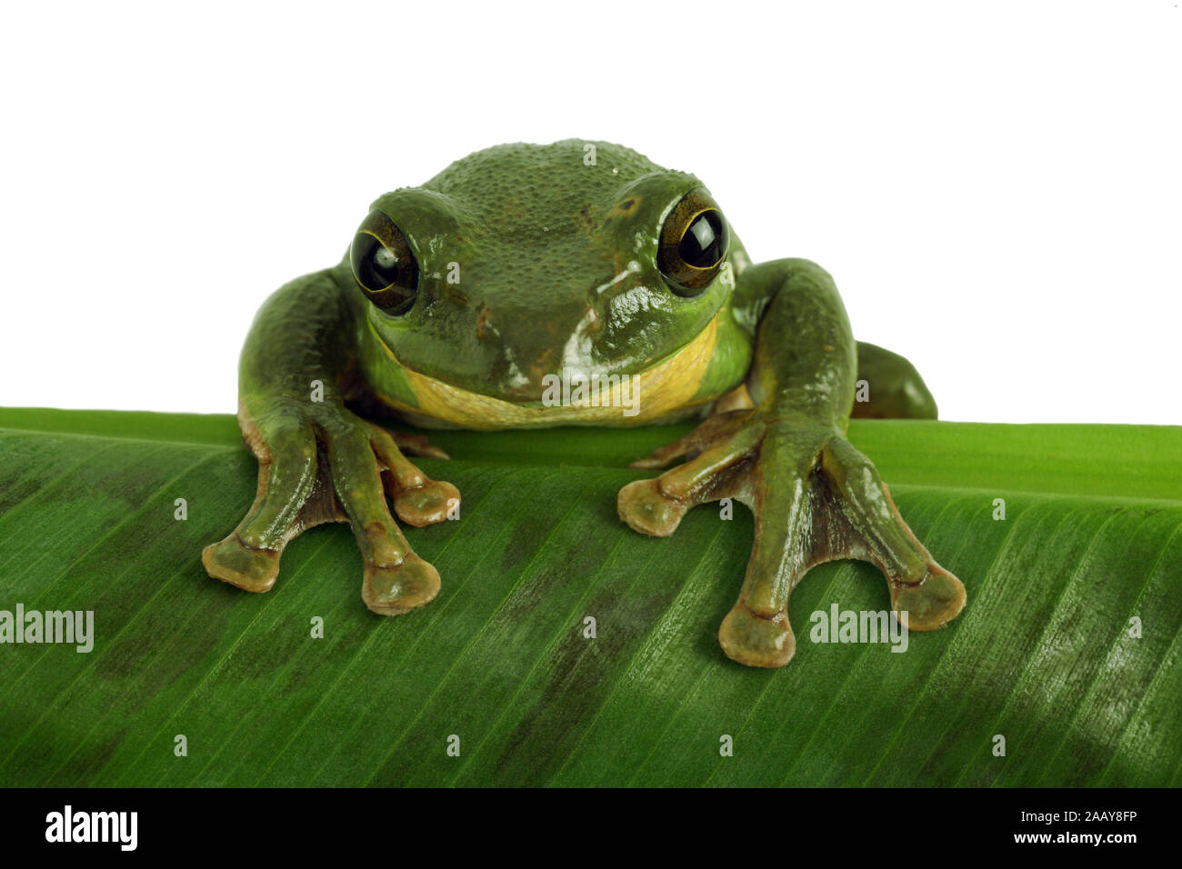 Gruener Riesenflugfrosch (Rhacophorus dennysi) | Blanford's whipping frog, asian gliding tree frog,  asian gliding treefrog (Rhacophorus dennysi) | BL Stock Photo