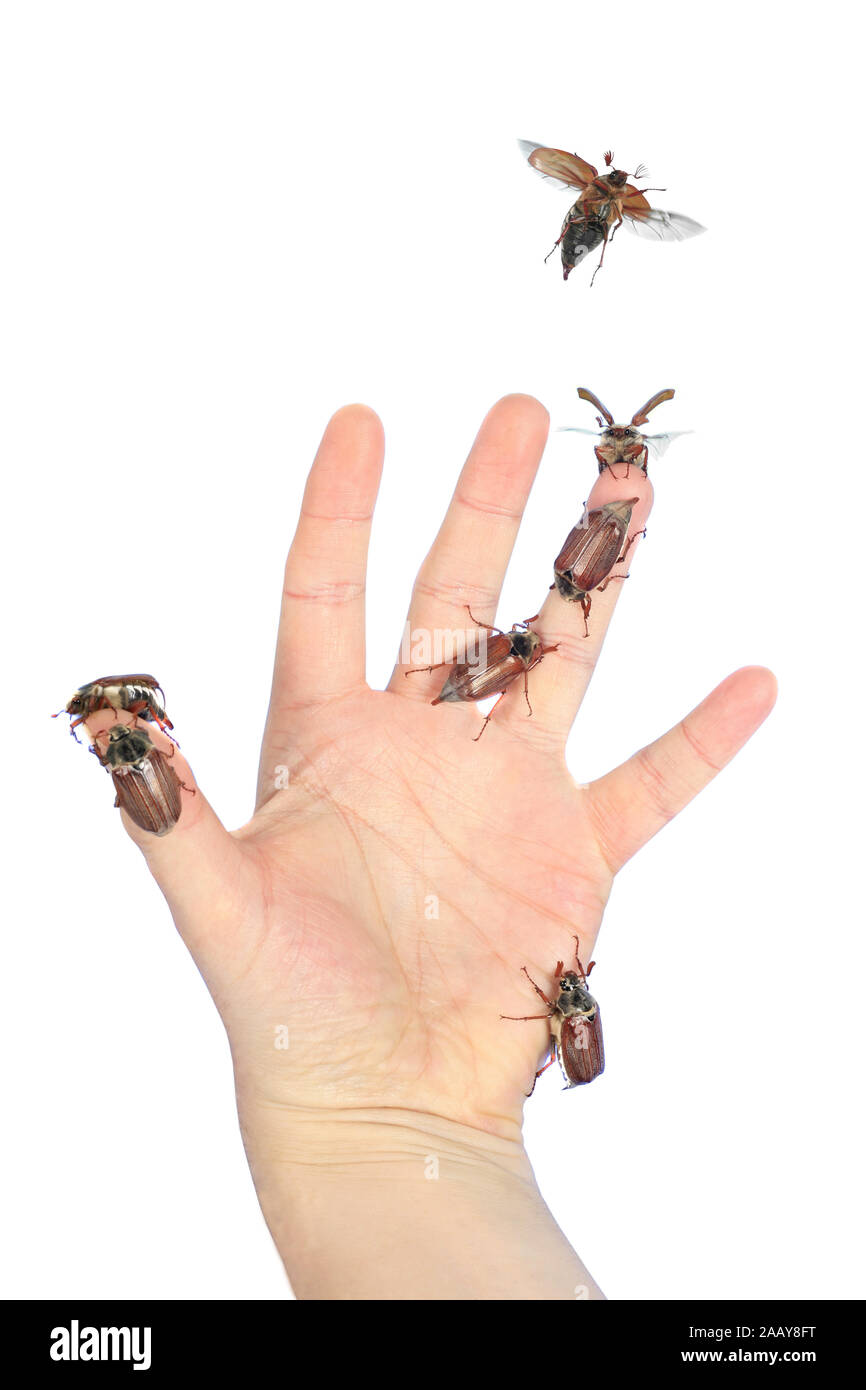 May Bug Hand Maikaefer, Feldmaikaefer (Melolontha melolontha), auf Hand, Deutschland ...