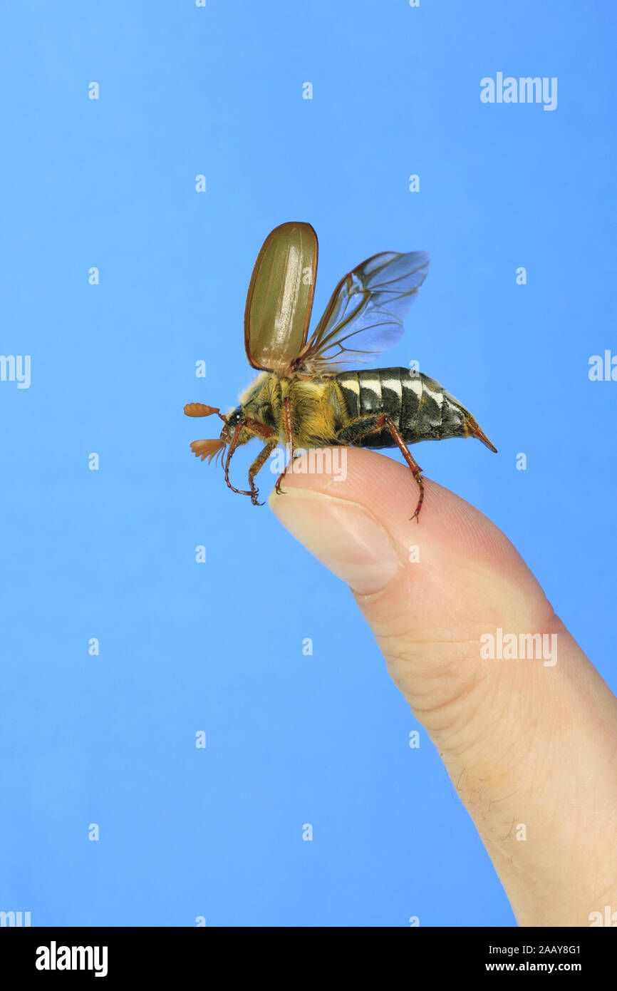 Maikaefer, Feldmaikaefer (Melolontha melolontha), auf einem Finger, Deutschland | common cockchafer, maybug (Melolontha melolontha), on a finger, Germ Stock Photo