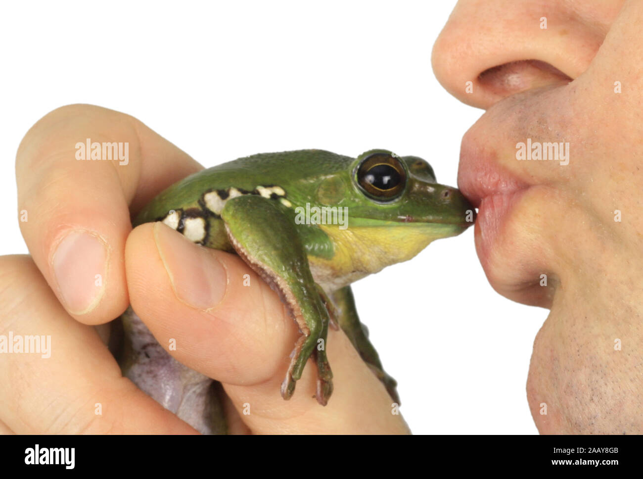 Frosch wird gekuesst | kissing a frog | BLWS075358.jpg [ (c) blickwinkel/fotototo Tel. +49 (0)2302-2793220, E-mail: info@blickwinkel.de, Internet: www Stock Photo