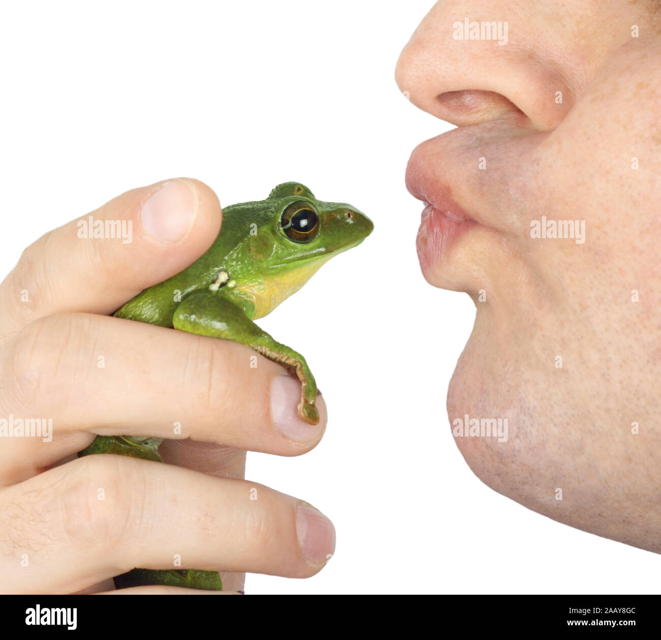 Frosch wird gekuesst | kissing a frog | BLWS075354.jpg [ (c) blickwinkel/fotototo Tel. +49 (0)2302-2793220, E-mail: info@blickwinkel.de, Internet: www Stock Photo