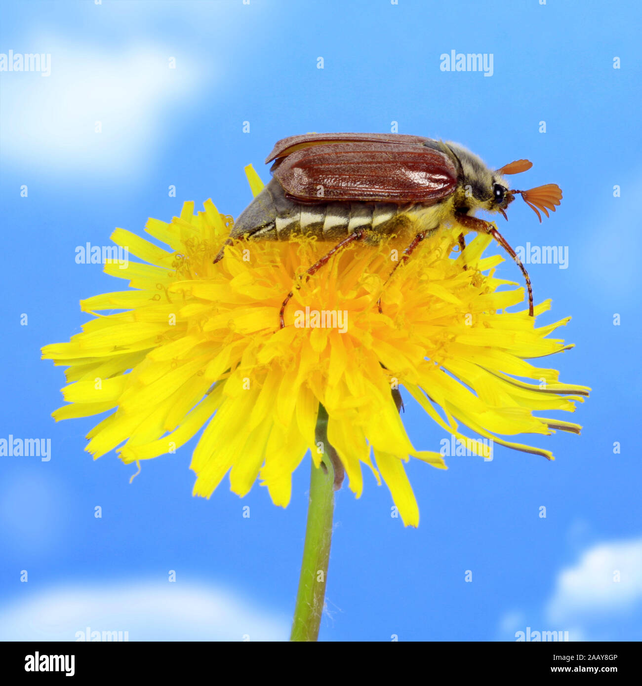 Maikaefer, Feldmaikaefer (Melolontha melolontha), auf Loewenzahnbluete, Deutschland | common cockchafer, maybug (Melolontha melolontha), on common dan Stock Photo