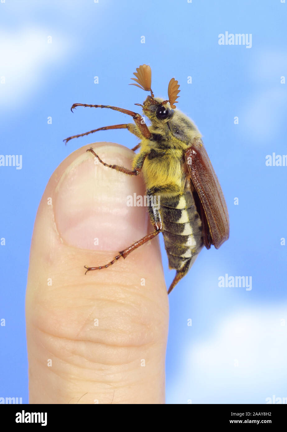 Maikaefer, Feldmaikaefer (Melolontha melolontha), auf einem Finger, Deutschland | common cockchafer, maybug (Melolontha melolontha), on a finger, Germ Stock Photo