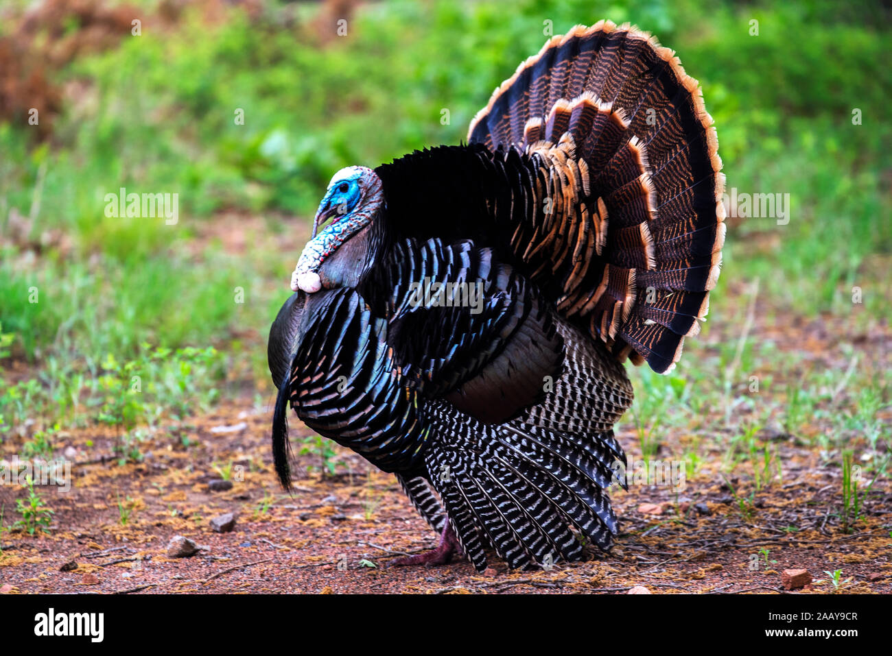 Wild Rio Grande Turkey Displaying At The Wichita Mountains National Wildlife Refuge Stock Photo Alamy